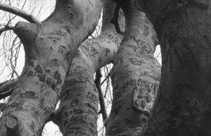 5. Weeping Beech go upward