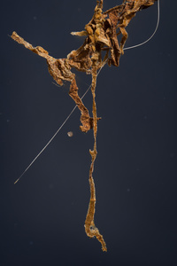 Tobacco strands and dog hair