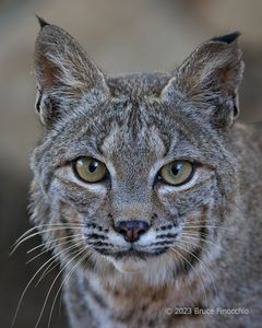 Full Face Portrait Of A Bobcat Empathizing His Eyes