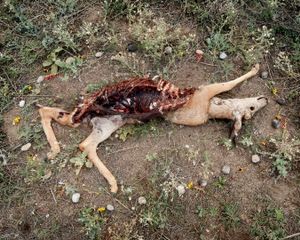 Deer 4