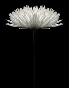Elegant Solitude 3