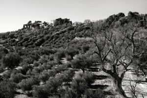 Olive grove around the buildings