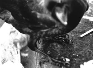 BLACK BIRD LAND-11