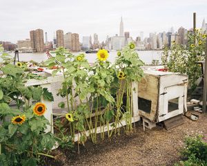 Eagle Street Rooftop Farm, Greenpoint, Brooklyn