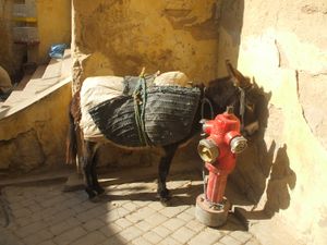Shame Donkey