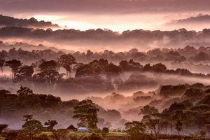 Pink Dawn