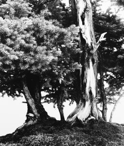 Sawara Cypress 1