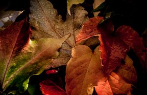 Autumn Leaves