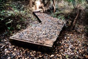 Crooked Path   © Seán Duggan
