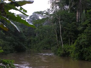 "Tanguntsa"