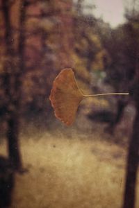 Gingko Biloba leaf on the bow window