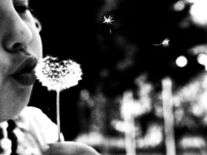 05: flying transported by a dandelion