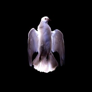 White pigeon to eat in France