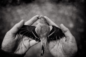 Fly