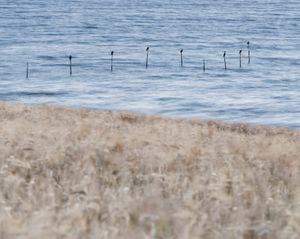 Cormorants