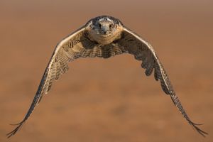 Raptor