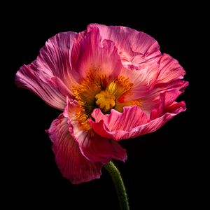 Soli. Papavero orientale.