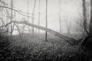 Lonely Forest