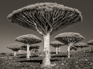 Dragon's Blood Grove
