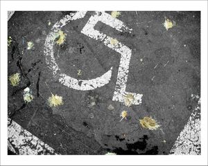 TRACES-PARIS - Les pigeons