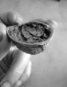 Nuts