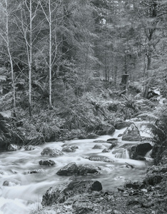Stream, Dodd Wood