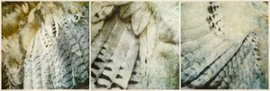 © Wendi Schneider "Wings"