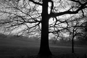 Tree in the fog Mill Hill Park
