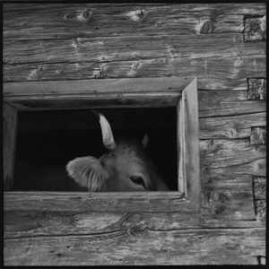 Bull head, Furgglenalp, Appenzell.