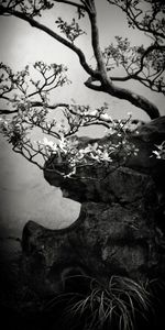 Suzhou Blossoms