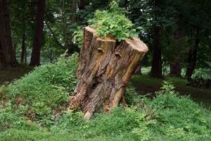 To Tree or not to Be, that is the Question.