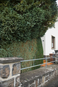 Thuja, Tree of Life 9