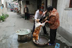 Lane life in Jiangnan019