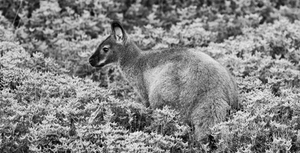WALLABY IN THE BUSH