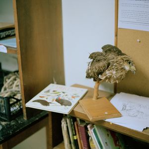 Taxidermy bird, work room