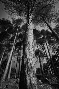 Glencoe Fairytale Woods