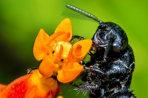 Violet Carpenter Bee