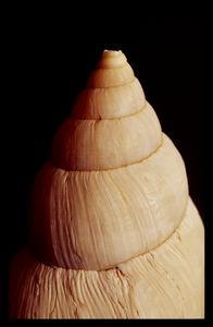 Seashell