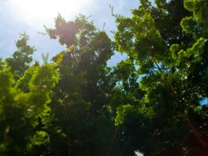 Trees | This project was borne, not from an artist's statement but from the inspiration of the passage entitled 'Trees' from "Wandering" by Herman Hesse. © Matthew Arnold
