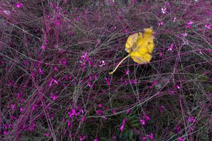 flowers and leaf