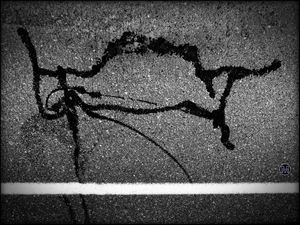 Road animal 1