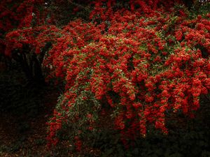 Firethorn