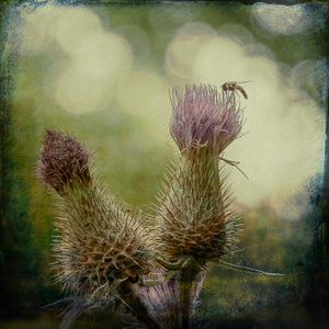 Insects art 4