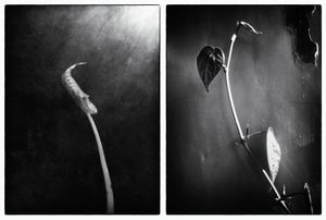 growing the spirit - Mistakes and possible failures that often occur in the process of healing my father had never faded. The plants inspire me to always keep growing and growing.© Indra Widi
