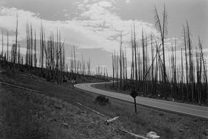 Yellowstone Park, Wyoming, 2008 © Peter Kayafas