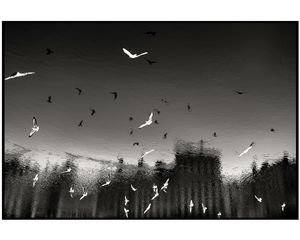 Birds Reverse