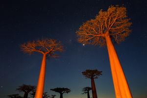 Baobabs at night ©Albert Normandin