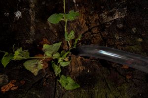 ANTHROPOGENIC 008