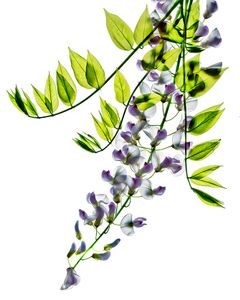 Wisteria 1