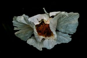 Flowers in Regents Park, London, 5